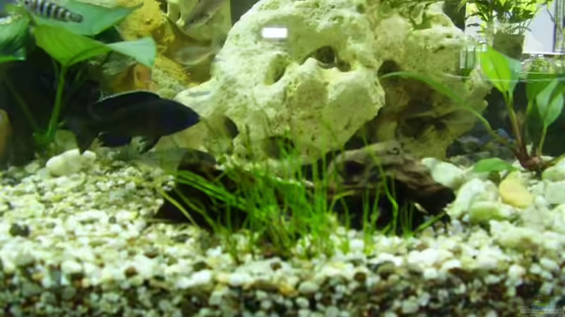 Gras aus meinem Teich. Die Barsche gehen nicht dran. Hoffe, das es schnell wächst. von Peters Laden (12)