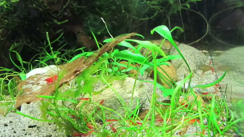 Gras unbestimmter Art von Sarah (12)