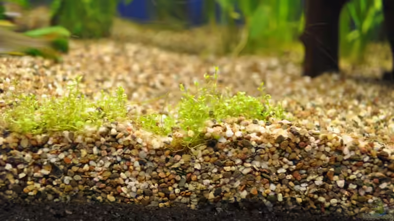 Gras von Salmlerdream (20)