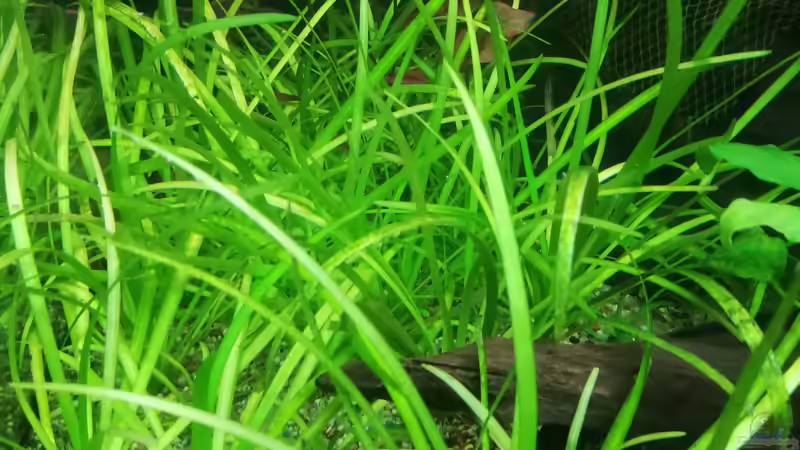 Grasartige Schwertplfanze von JohnnyWishbone (19)