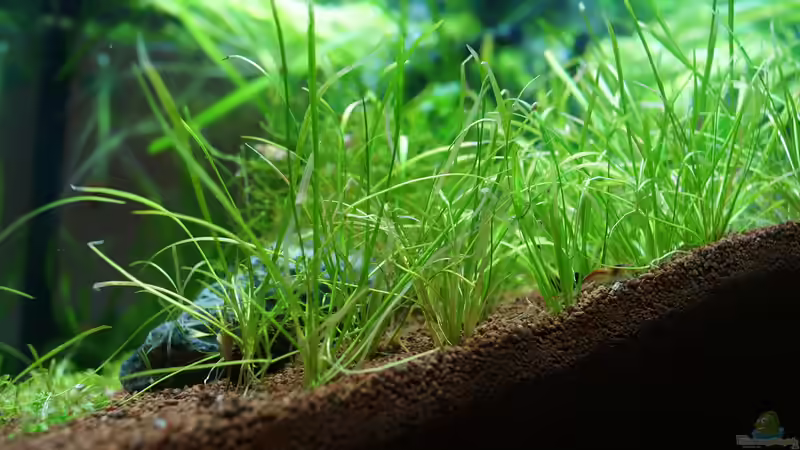 Grasartige Zwergamazonas von Guido Seifert (19)