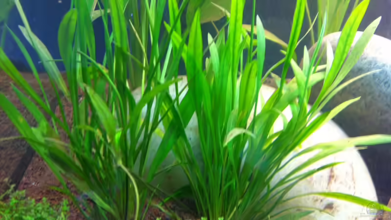 Grasartige Zwergamazonas von linlan (9)