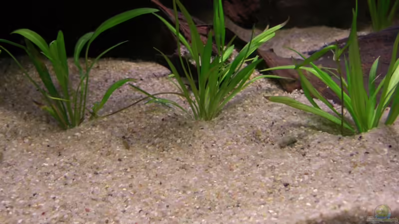 Helanthium tenellum im Aquarium (Einrichtungsbeispiele mit Grasartige Zwergschwertpflanze)