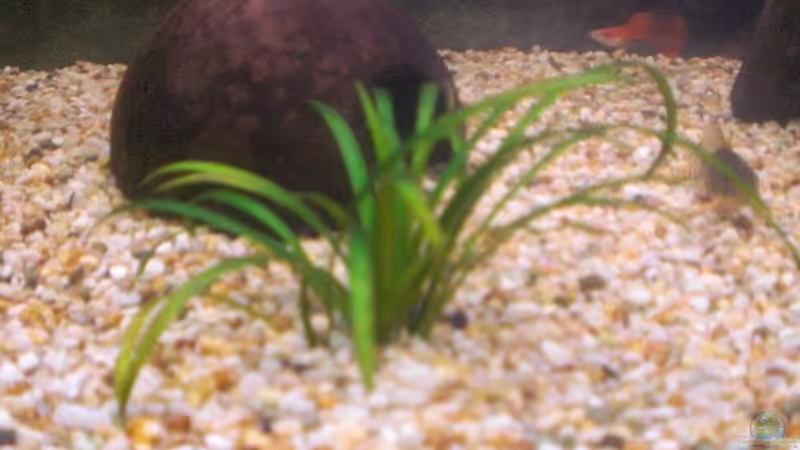 Helanthium tenellum im Aquarium (Einrichtungsbeispiele mit Grasartige Zwergschwertpflanze)