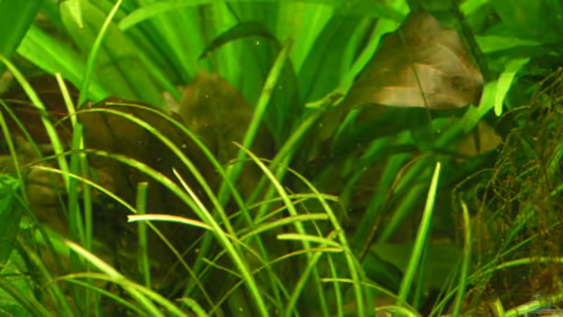 Grasartige Zwergschwertpflanze von Heiko Schneider (13)