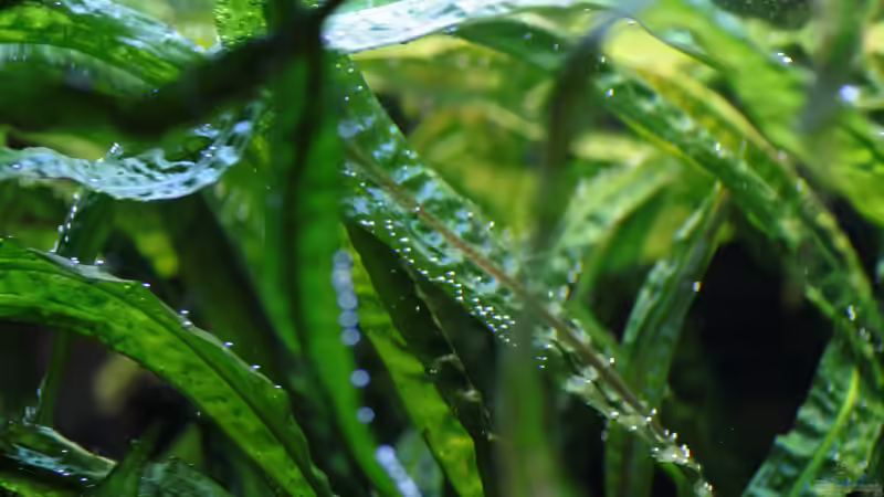 Grasblättriger Wasserkelch (Cryptocoryne crispatula) von semimarinus (17)