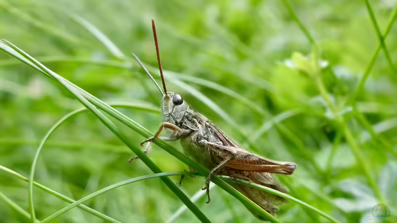 Grashüpfer - Beobachtungen im eigenen Garten