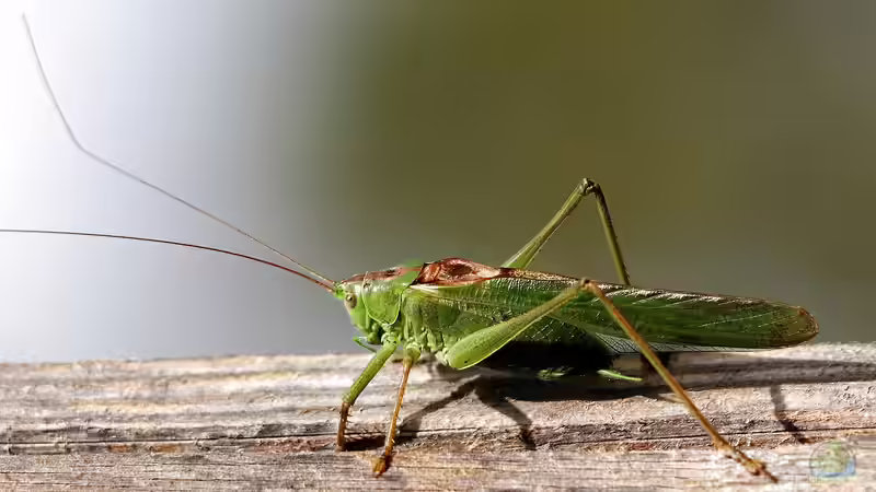 Grashüpfer - Beobachtungen im eigenen Garten