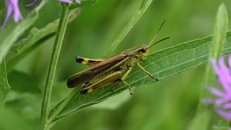 Grashüpfer - Beobachtungen im eigenen Garten
