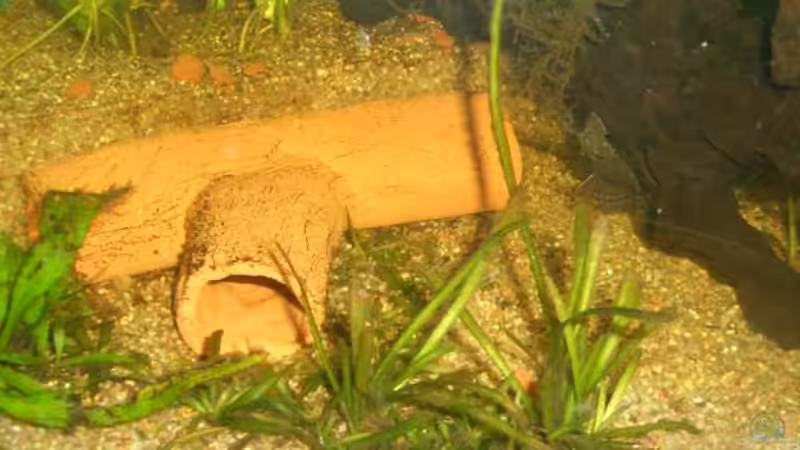 Grassgewächse mit kurzen Blättern von Tobias Ziemzek (6)