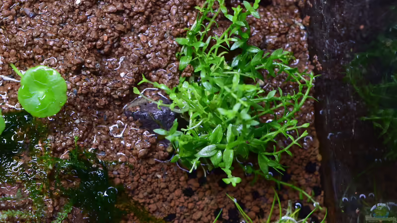 Gratiola viscidula von Junglist (15)