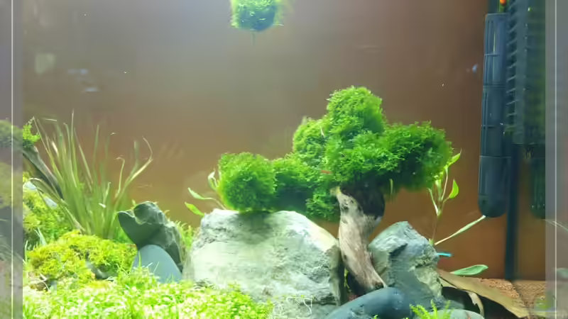 Grauwacke von Pseudomugil (12)