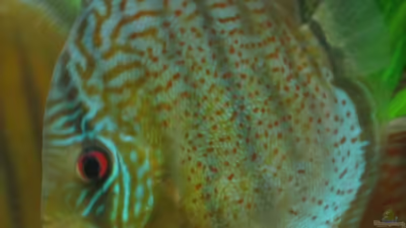 Green Diskus Lago Tefe Vollspotted von Hubert Demonty (30)