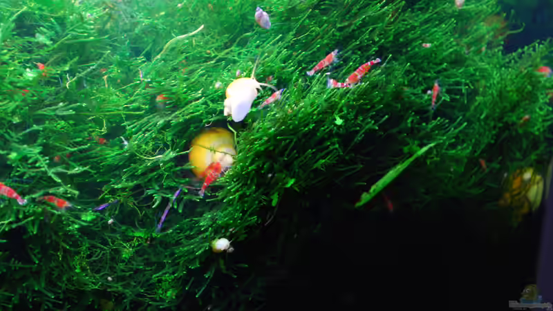 Green Hell von Chili (39)