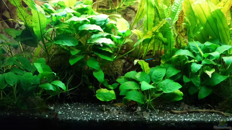 green is beautiful ! von Guido Seifert (2)