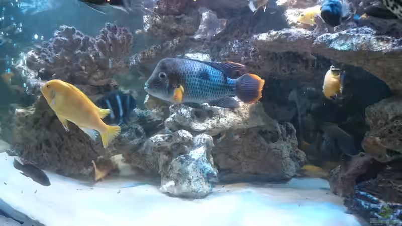 Green Terror von Haxl (3)