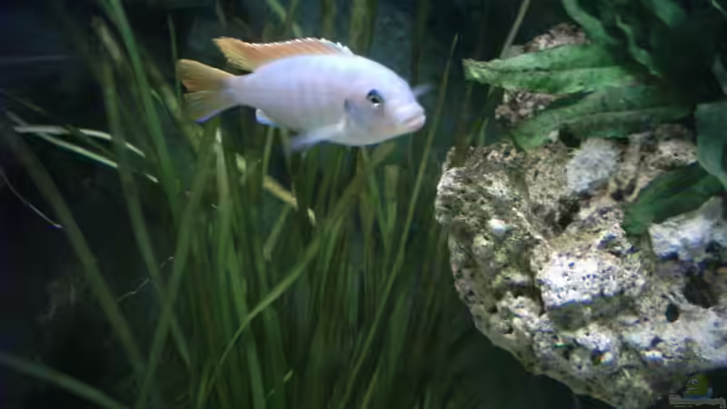 greshakei ( ice blue ) von Matthias Schott (7)