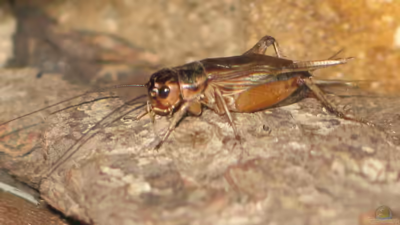 Grille, Heimchen, Heuschrecke oder wer ist wer?