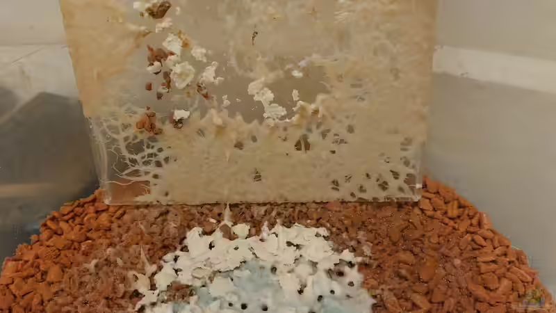 Grindalzucht von ErfurtOldy (19)