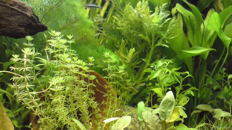 Gro??ansicht von flip (1)