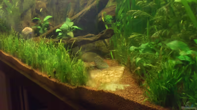 Grobe Kiesbrocken zur Trennung der Kiesschichten 2 von Rainbowfan (18)