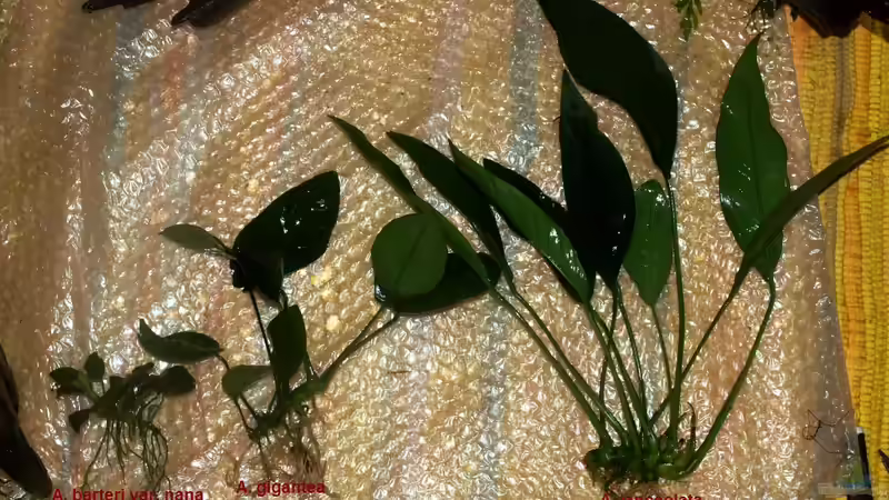 Größenvergleich Anubien von JR (6)