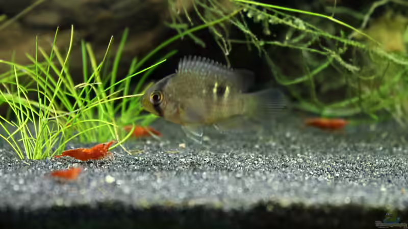 Größenvergleich (Nicht ganz ausgewachsene Garnelen zu Buntbarsch Nachwuchs) von Springer (32)