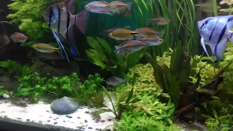 Größenverhältnis Skalar Dantum zu Blue  von Grünhexe (161)