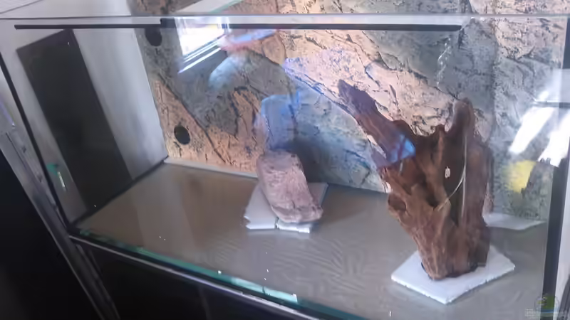 Größere Steine liegen auf Styropor und die Wurzel wurde mit Silikon gegen Umfallen von Oistel (10)