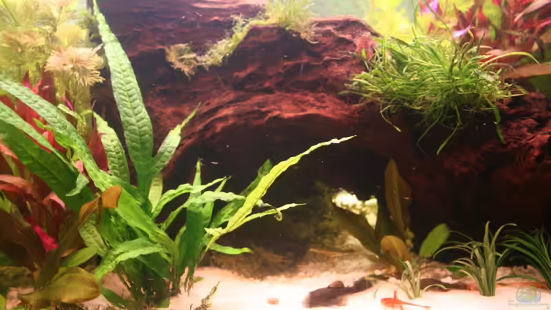 Größere Wurzel bepflanzt von Photi (8)