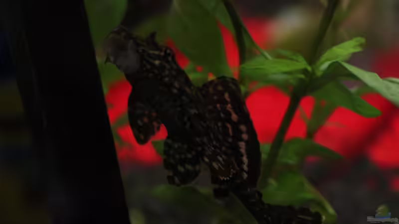 größerer Wels von Chaos Master (11)