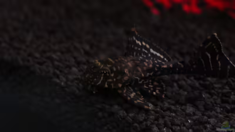 größerer Wels von Chaos Master (12)