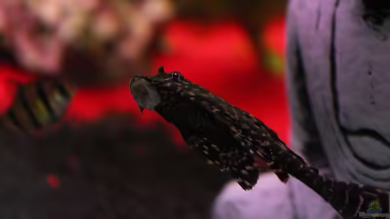 größerer Wels von Chaos Master (13)