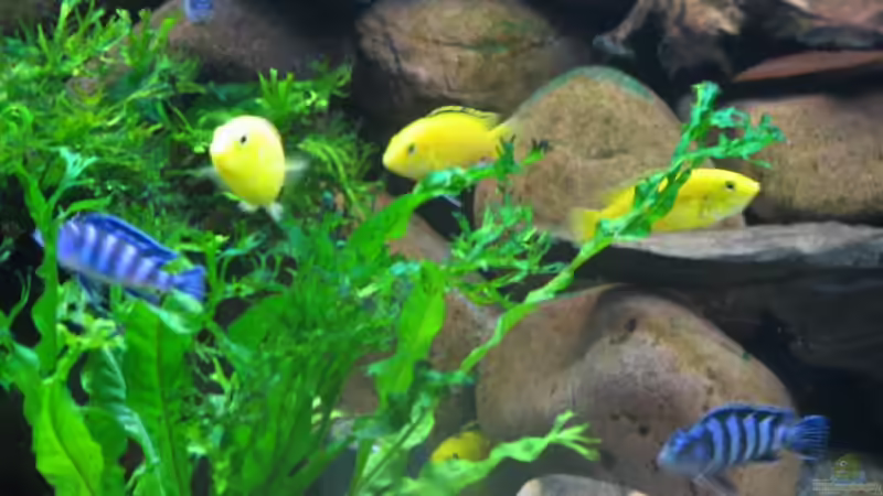 gröstenteils Javafarn und Anubias von Hans Ehlers (4)