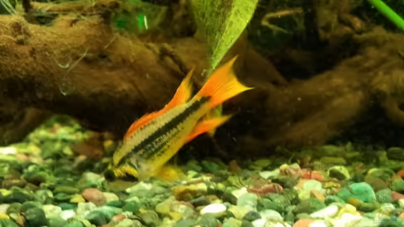 groß sind sie geworden :-) von Kathrin77 (51)