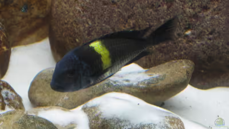 Gross und klein  von Maclya (19)