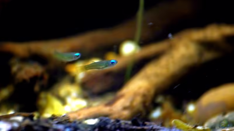 Großaufnahme von gkr123 (27)