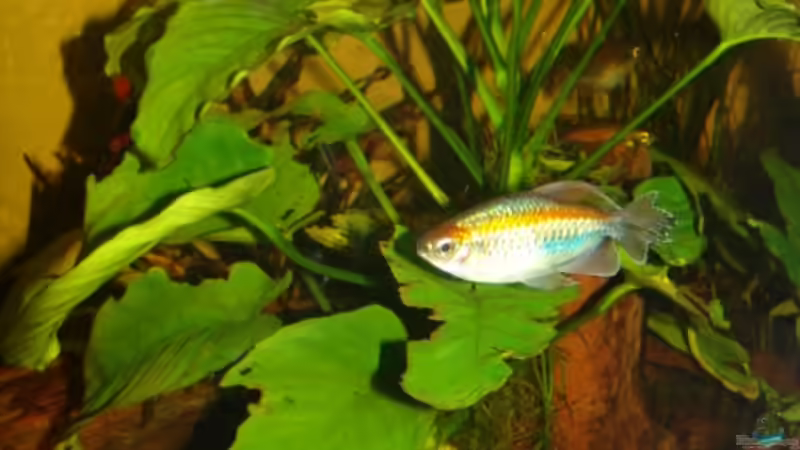 großblättrige Anubias mit Blauem Kongosalmler von Peer Wojtkowiak (10)