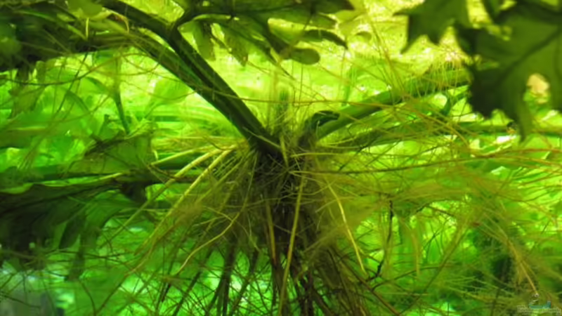 Großblättriger Hornfarn von Jogi (18)