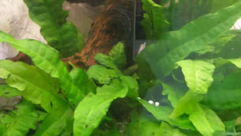 Große, genoppte Wasserähre von Yejo (8)