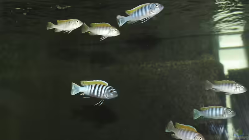 Große afra Gruppe im Freiwasser von MikeM. (15)