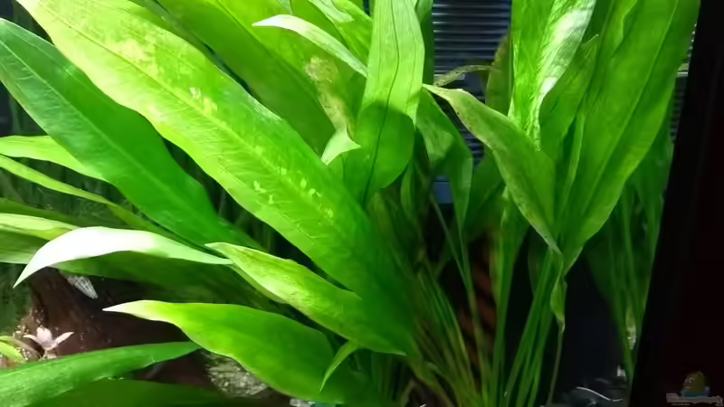 Große Amazonas-Schwertpflanze, Echinodorus Bleherae von Stephy (21)