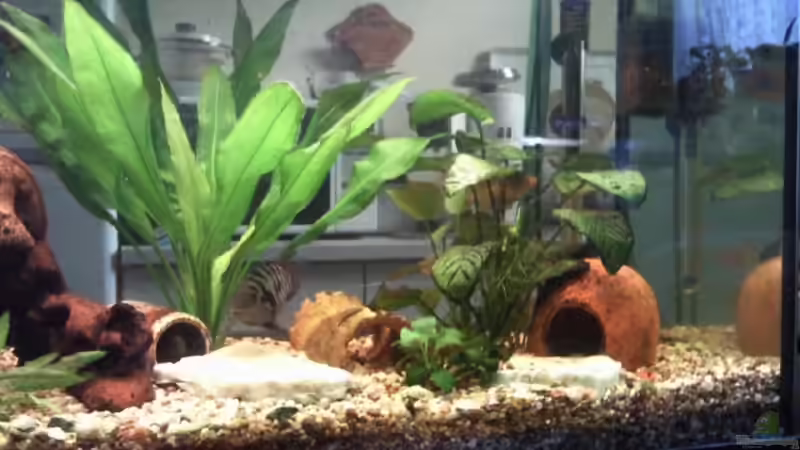 Große Amazonas Schwertpflanze mit Höhle und Ton Baumstamm,noch ne Anubias-Rechte von mikael38 (16)