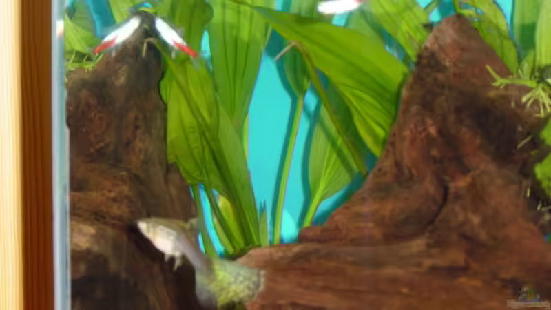 Große Amazonas Schwertpflanze von Claudio Zeitler (2)