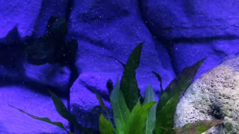 Große Amazonas und der ´hängende´ Stein von Cruiser Bruno (32)