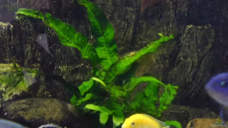 Große Anubia mit 3 kleinen Ablegern :) von Dommi (4)