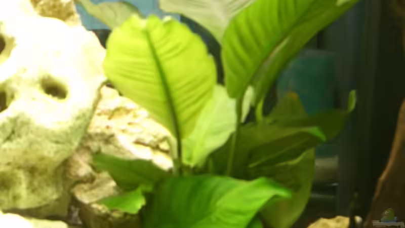 große Anubia von Lutz Altepost (6)