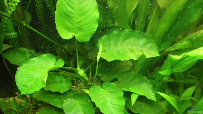 Grosse Anubias 17.8.10 von Bazzi (28)