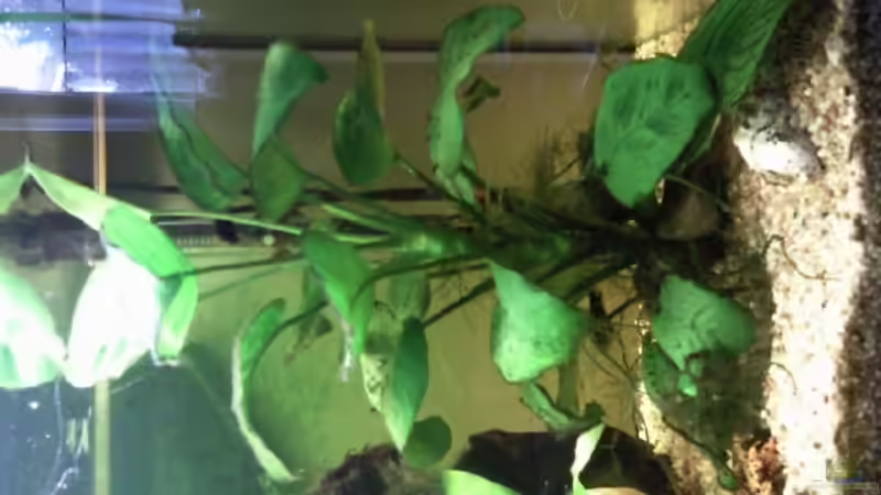 Große Anubias auf der linken Seite von mikael38 (18)