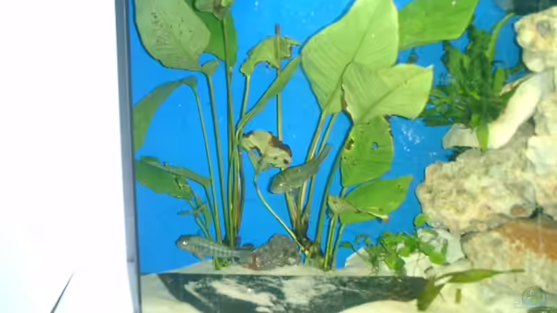 große Anubien von Christian Köster (3)